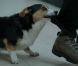 Swedish House Mafia, c'est trois DJ Heroes bien partis pour sauver le monde du clubbing de l'ennui. Mais dans le clip de leur nouveau titre, Save the world , paru le 19 mai 2011, ce sont des chiens extraordinaires les héros !
