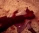 Un homme mort, tué par Rihanna dans son clip Man Down