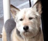 Norman, le fidèle compagnon de Jennifer Anniston est décédé le 16 mai 2011. <br />