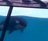 Moana, un bébé orque né il y a trois mois au parc Marineland d'Antibes 