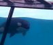 Moana, un bébé orque né il y a trois mois au parc Marineland d'Antibes 