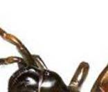 Myrmekiaphila neilyoungi