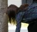 Leighton Meester ramasse la défection de son chien à Los Angeles, lundi 10 octobre 2011.