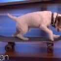 Uggie, le chien de The Artist : L'autre star qui détrônerait Jean Dujardin ?