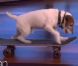 Ellen DeGeneres reçoit Uggie, le chien de The Artist - janvier 2012