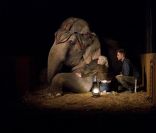 La bande-annonce de De l'eau pour les éléphants