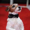 Uggie, jack russel de The Artist : Star des Colliers d'or, son talent récompensé