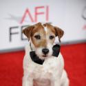Uggie, jack russel de The Artist : Star des Colliers d'or, son talent récompensé