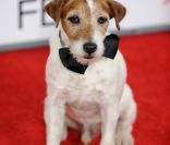 Uggie, jack russel de The Artist : Star des Colliers d'or, son talent récompensé