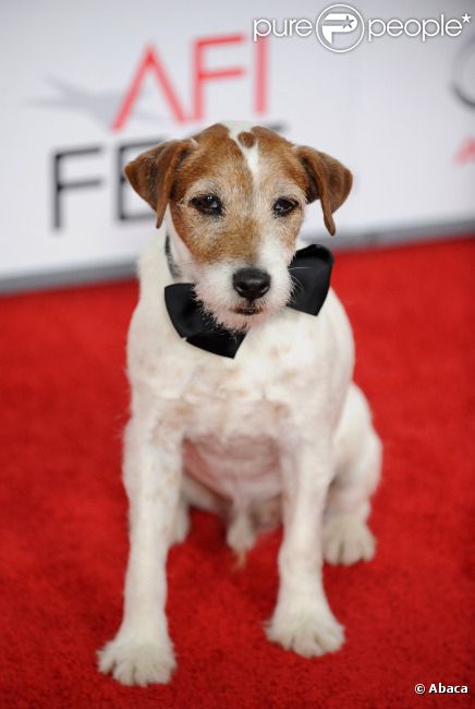 Uggie en novembre 2011 à Los Angeles