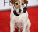 Uggie en novembre 2011 à Los Angeles