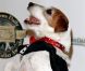 L'adorable Uggie aux Colliers d'or, à Los Angeles, le 13 février 2012