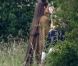 Le tournage du film Maleficent avec Angelina Jolie en sorcière à cornes, en Grande-Bretagne le 20 juin 2012