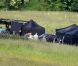 Le tournage du film Maleficent avec Angelina Jolie en sorcière à cornes, en Grande-Bretagne le 20 juin 2012