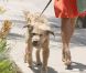 Eva Mendes se rend au salon de beauté Katara à Los Angeles en compagnie du chien de Ryan Gosling