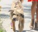 Eva Mendes, superbe et lookée, quand elle promène le chien de Ryan Gosling dans les rues de Los Angeles le 2 août 2012 