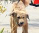  Eva Mendes promène le chien de Ryan Gosling dans les rues de Los Angeles le 2 août 2012 