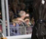 Zara Phillips a été blessée samedi