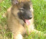 Chiot Tervuren Belge, que Charlotte Casiraghi adore !