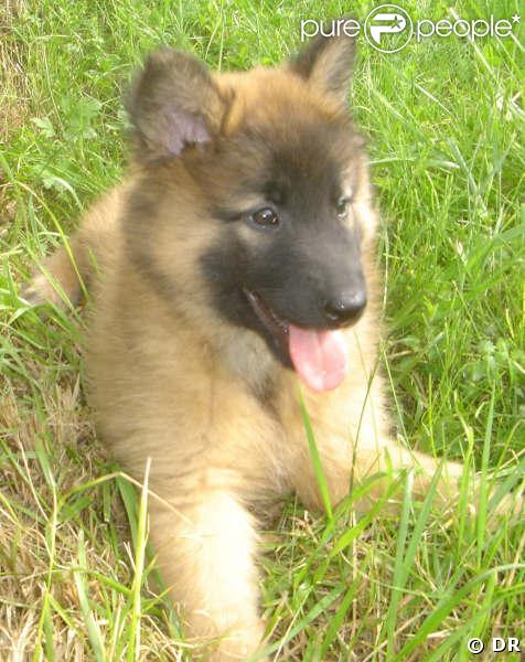 Chiot Tervuren Belge, que Charlotte Casiraghi adore !