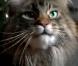 Ce chat miaule une chanson de noël !