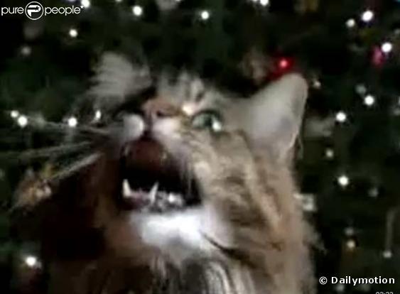 Ce chat chante Douce nuit, Sainte nuit !