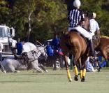 Prince Harry participe à un match de polo caritatif à La Barbade. 31/01/2010