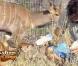 Nourrir les animaux, première tâche de la journée pour David Charvet.