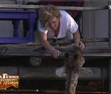 Claudette doit s'occuper des oreilles de la girafe sur les ordres de Greg et David 