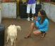 Hermine supplie Moumoutte le mouton de ne pas faire ses besoins sur le sol de la cuisine  