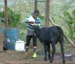 Surya s'occupe des animaux  