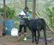 Surya s'occupe des animaux