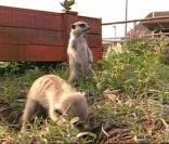 Les Suricates font leur show  
