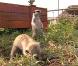 Les Suricates font leur show