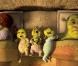 Shrek 4