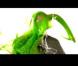 VIDEOS et PHOTOS : les stars se lâchent aux Kid's Choice Awards 2008 !