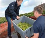 Stéphane Freiss fait les vendanges à Epernay pour les champagnes Nicolas Feuillatte le 19 septembre 2010