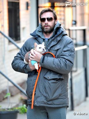 Hugh Jackman collé-serré avec son bulldog français à New York, le 2 décembre 2010.