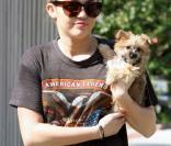 Miley Cyrus et son petit chien dans les rues de Los Angeles, le 8 février 2011 