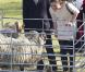 La princesse Victoria de Suède et son mari le prince Daniel en visite sur l'île de Gotland, le 15 avril 2011.