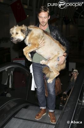 Ryan Gosling et son chien arrivant à l'aéroport de LAX le 17 juin 2011. Son chien étant vieux et fatigué, il le porte.