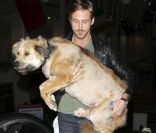 Ryan Gosling et son chien arrivant à l'aéroport de LAX le 17 juin 2011. Son chien étant vieux et fatigué, il le porte.  