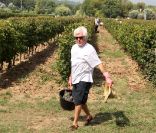 Marc Cerrone lors des Vendanges du Désert, au domaine Bertaud-Belieu à Gassin, le 26 août 2011