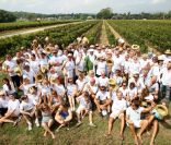 Les Vendanges du Désert, au domaine Bertaud-Belieu à Gassin, le 26 août 2011