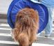 Le chien devient un personnage à part entière dans Gossip Girl. Ici, sur le tournage de la cinquième saison de la série , il est chouchouté comme un acteur ! Le 12 octobe 2011