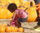 Seal avec sa fille Lou chez Mr Bones Pumpkin Patch à Los Angeles le 15 octobre 2011