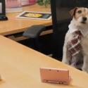 Nom d'un chien ! Uggie, de The Artist, signe un fabuleux contrat