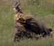 Angelina Jolie sur le tournage de  Maleficent . Juin 2012.
