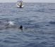 Richard Branson nage avec les requins-baleines au large des îles Mujeres  le 9 juillet 2012