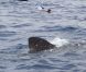Richard Branson nage avec les requins-baleines au large des îles Mujeres  le 9 juillet 2012